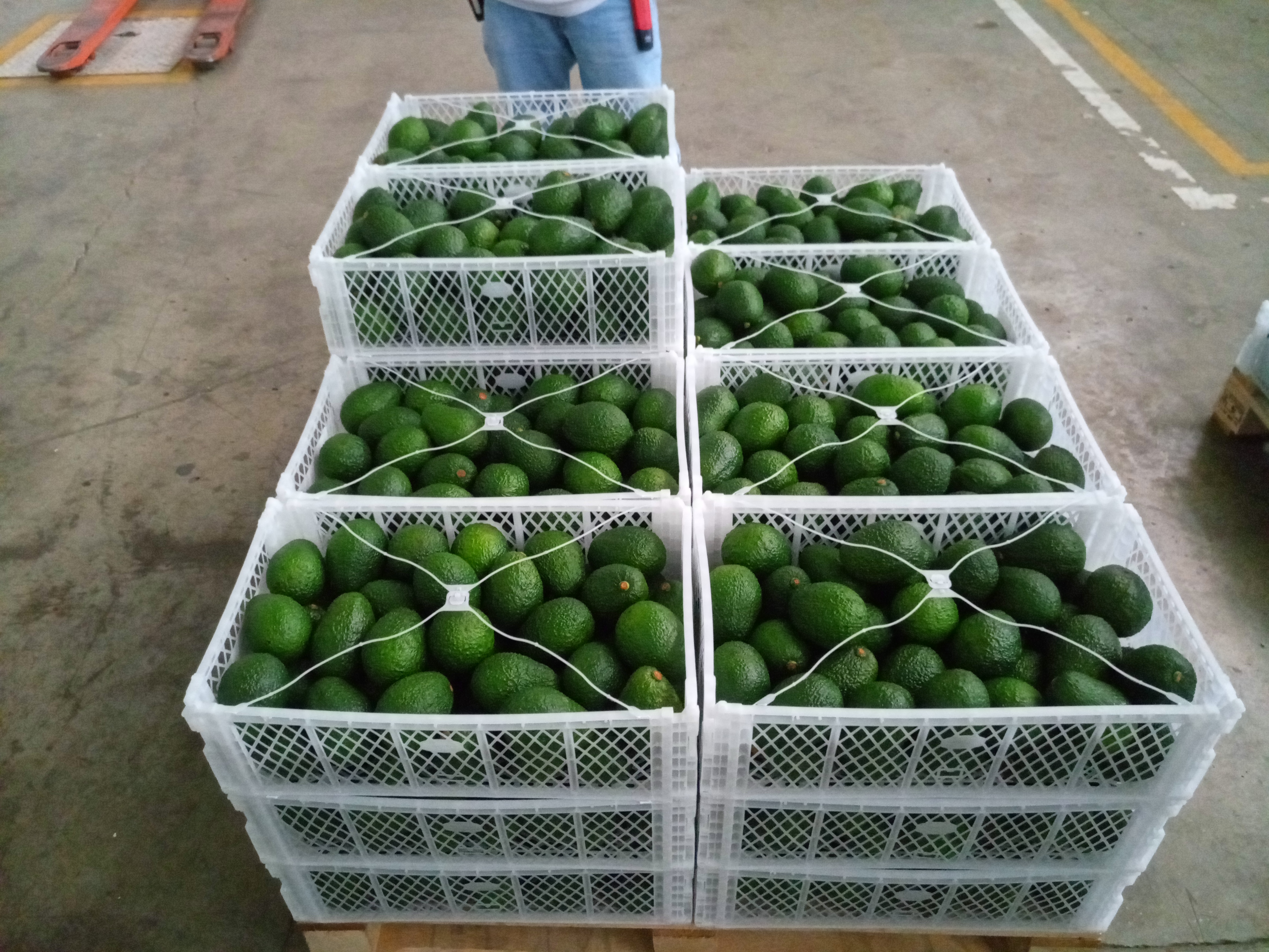 Fruta fresca Dorado División